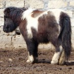 Шетландское пони